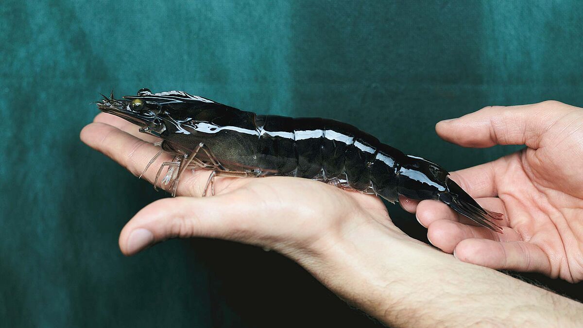 Shrimp auf der Hand Schweiz