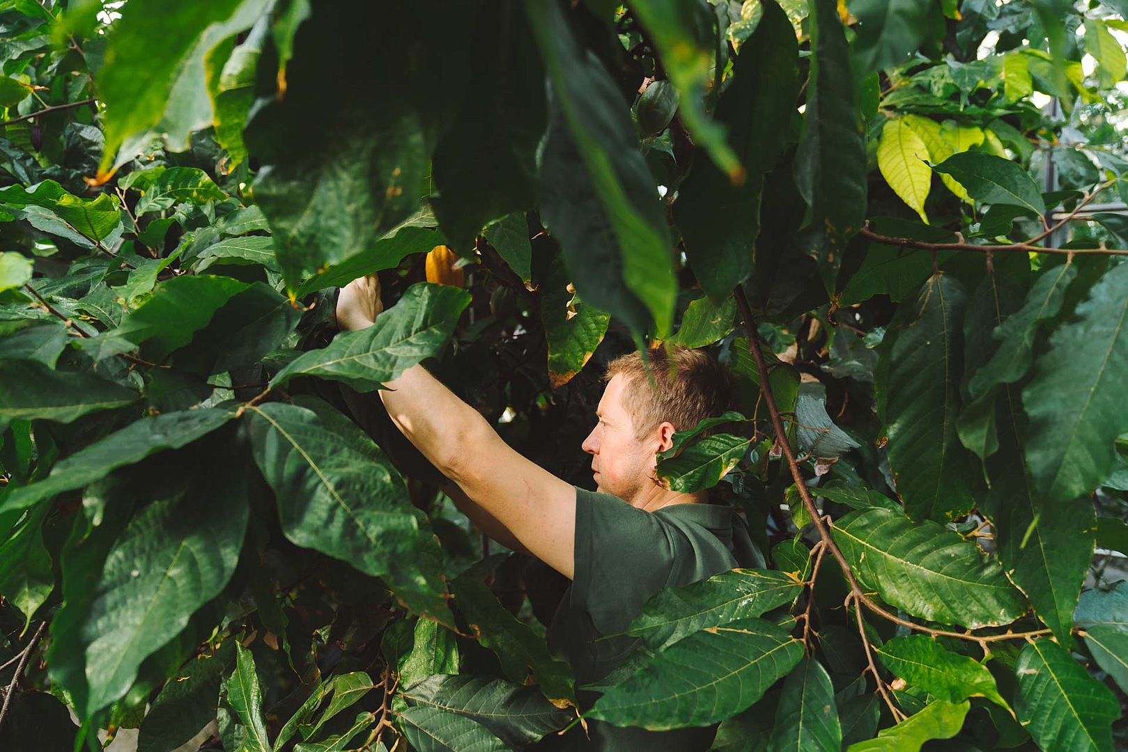 on ramasse des fruits de la jungle