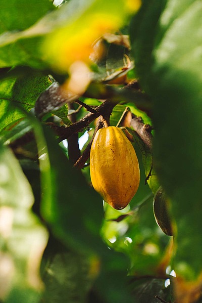 treppenhaus papaya